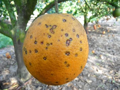 Citrus Black Spot Quarantine Area Expands In Florida