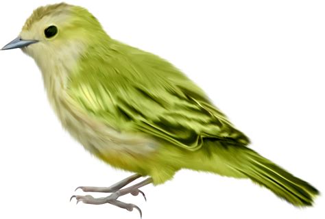 Birds Png Images Free Download Birds Png