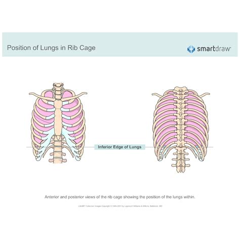 The rib cage, shaped in a mild cone shape and more flexible than most bone sets, is made up of varying elements such as the thoracic vertebra, 12 equally paired ribs, costal cartilage, and held together anteriorly by the sternum. Position of Lungs in Rib Cage