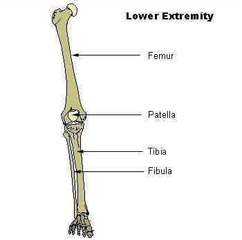 At the distal end of the femur, two rounded condyles meet the tibia and fibula bones of the lower leg to form the knee joint. 16 best images about Bones in the Leg on Pinterest ...