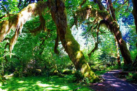 Forks Washington Hall Mosses Hoh Rain Forest 12 Inch By 18 Inch