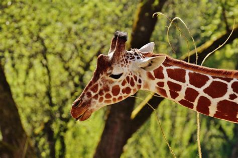 Fotos Gratis Naturaleza Fauna Silvestre Zoo Mamífero Jirafa