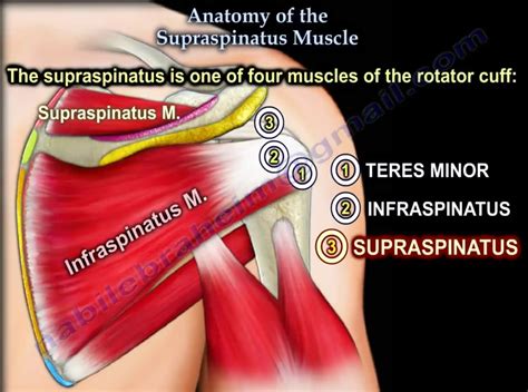 Supraspinatus Anatomy Orthobullets Biceps Brachii Latissimus Sexiz Pix