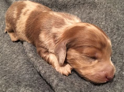 Get great deals on ebay! Mini Doxies Of TN - Dachshund Puppies For Sale