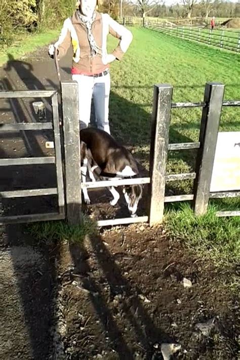 Is there a chance he is bored? Greyhound won't jump fence - YouTube