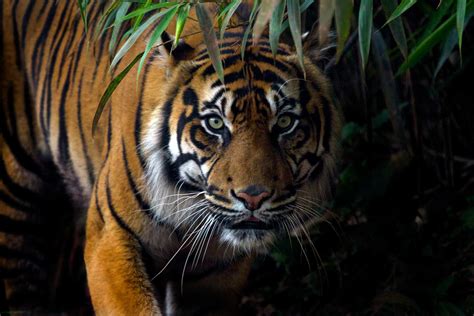Tigers Confirmed As Six Subspecies And That Is A Big Deal For Conservation