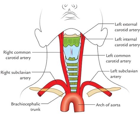 Larynx Outlander Anatomy