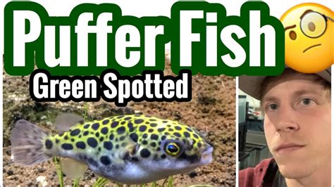 Green Spotted Puffer Fish Care Youtube