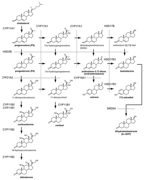 Classic Pathway Of Sex Steroid Production Pathways For The Generation Download Scientific