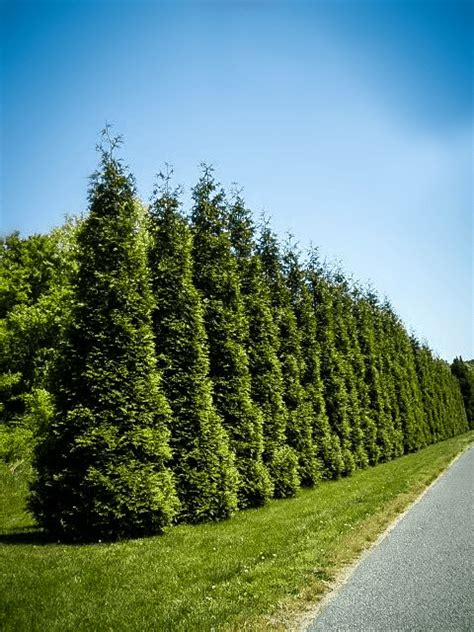 Best Privacy Trees For Your Backyard Thuja Green Giant Arborvitae