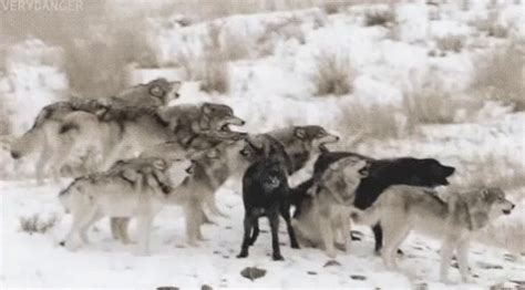 Wolf Squad GIF Wolf Pack Howling Discover Share GIFs