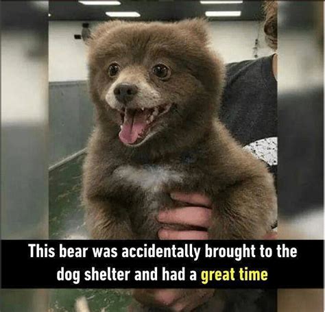 Bear Cub Wants To Be A Dog I Can Has Cheezburger