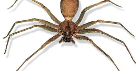 Baby Brown Recluse Spider Symptoms Baby Brown Recluse Spider Pictures