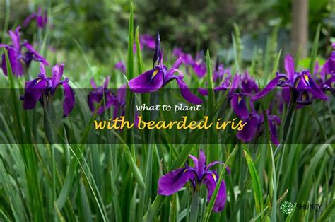 Creating A Floral Oasis Companion Planting With Bearded Iris Shuncy