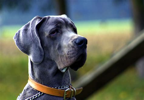 Search for stock photos to buy. Free Images : white, home, puppy, animal, pet, portrait ...