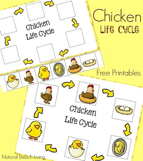 Free Printable Life Cycle Of A Chicken Printable Blog