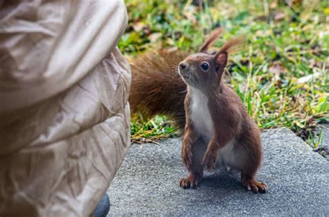 10 Ways Squirrels Get Into Your House And How To Get Them Out Pest