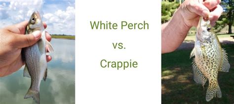 White Perch Vs Crappie How To Tell The Difference And Catch More Fish