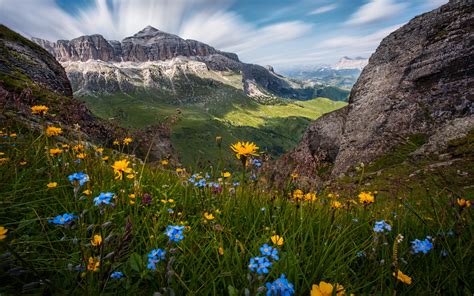 Flowers Of The Dolomites Italy Nature Landscape Wallpaper Hd 2560x1600