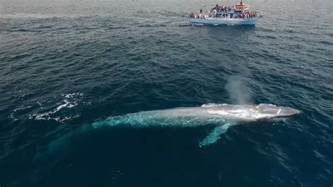 Intermedia) is the biggest animal on the planet, weighing up to 400,000 pounds (approximately 33 the antarctic blue whale is 'critically endangered'. The Blue Whale: Bigger Than Megalodon | HowStuffWorks