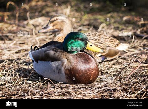 Pair Of Nesting Duck Ducks Mallard Mallards Breeding Mated Mallards