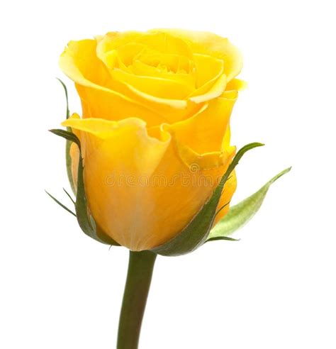 Single Yellow Rose Stock Photo Image Of Branch Petals 16438376