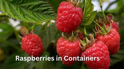 The Best Way To Grow Raspberries In Containers Successfully South