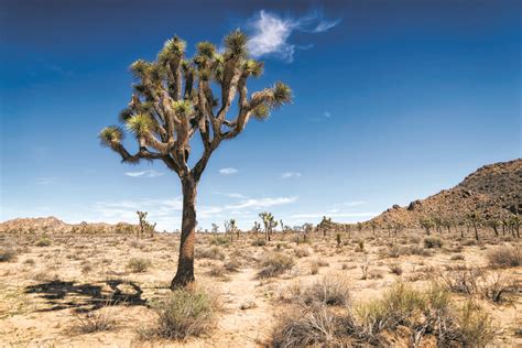 Climate Change Threatens Iconic Joshua Trees Sm Mirror