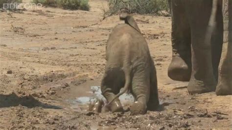 Learning to be an elephant in Samburu - Planet Earth Live - BBC One