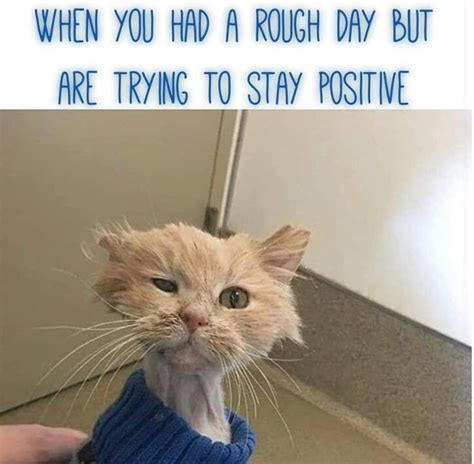 Pin By Delores Wells On Funny Stuff Rough Day Funny Cats Rough Day