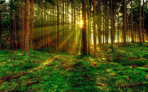 Green Forest Wallpaper For Android Apk Download