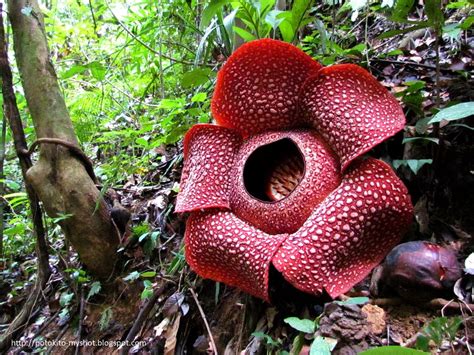 Selain sebagai bunga terbesar di dunia, rafflesia arnoldi merupakan bunga nasional yang memiliki namun pada kenyataannya rafflesia arnoldi membutuhkan waktu hingga 9 bulan untuk mekar, dan. Mengenal Hewan dan Tumbuhan: Nama Ilmiah Bunga Rafflesia