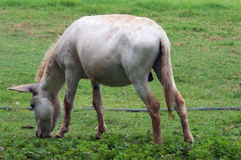 White Coloured Donkey Grazing Free Stock Photo Public Domain Pictures