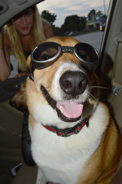 My Dog Wearing Goggles Photoshopbattles