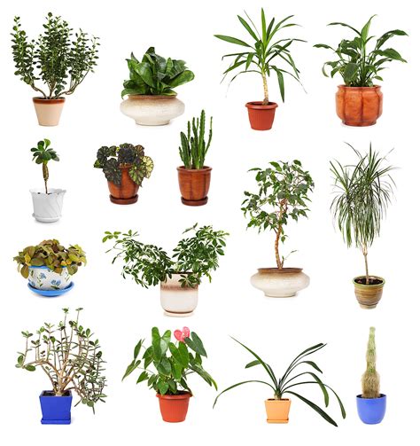 The national gardening association says most nursery flats hold 50 plants. Plants - Floral Sunshine