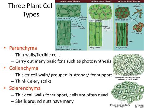 Such cells take on specific roles and lose their ability to divide further. PPT - Plant Structure and Function Ch 29 PowerPoint ...