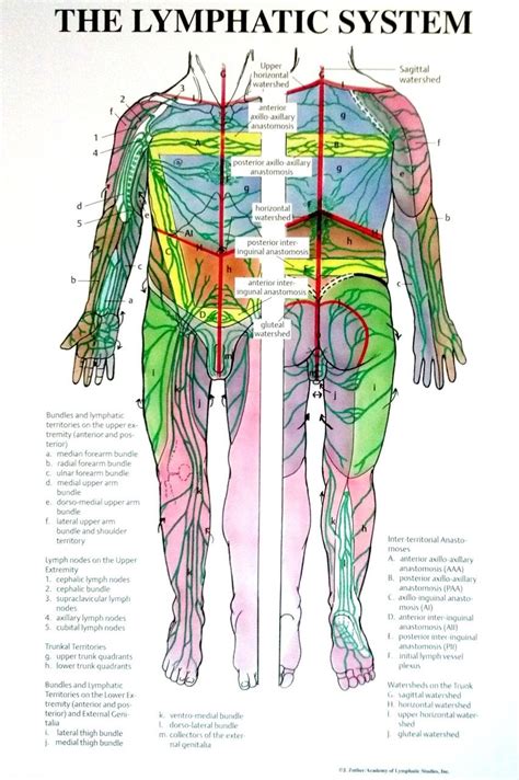 Individual Lymphatic System Poster Full Body Front And Back