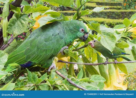 Adult And Young Parakeet Talking To Each Other Stock Image Image Of