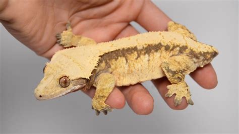 Handling Your Crested Gecko New Owners Watch This Youtube