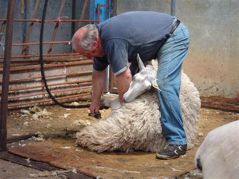 Raw Wool How To Find And Pick The Best Fleece For Your Off Grid Needs