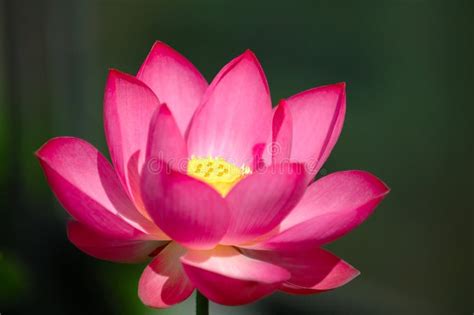 The Blooming Pink Lotus Flower Stock Image Image Of Flourish Flower