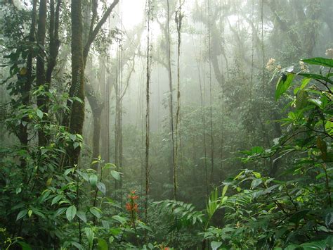 Ecosistemas Ecuatorianos Manglar Muy Humedo Tropical Px Selva Images