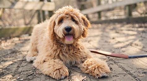 Goldendoodles are usually considered a large breed. Best Dog Foods For Goldendoodles: Puppies, Adults & Seniors