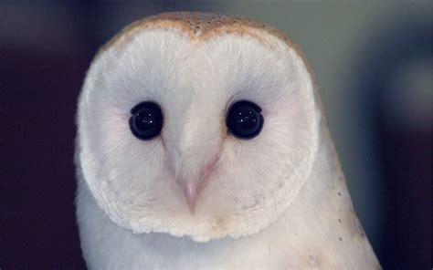 White Owl Wallpaper 65 Images