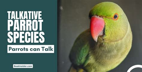 12 Types Of Parrots That Talk Pick The Best One In 2024
