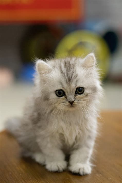 White Fluffy Kittens For Free / Home Kitten Korner Rescue Inc : Owner ...