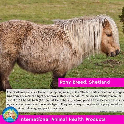 Shetlandpony Shetland Pony Foal Mare Ponybreed Breed Facts