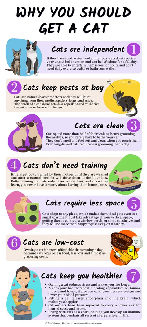 10 Reasons To Get A Cat The Health Benefits Of Owning One
