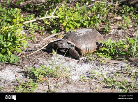 Florida Gopher Tortoise Gopherus Polyphemus Honeymoon Island State