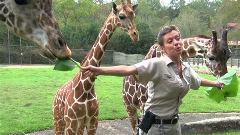 The zoo is owned and operated by the recreation and park commission of east baton rouge parish, louisiana (brec), and is home to over 800 animals from around the world. What's in the Future for the Baton Rouge Zoo? - YouTube